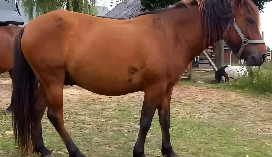Gniady koń stoi bokiem na pastwisku, widoczna pełna sylwetka