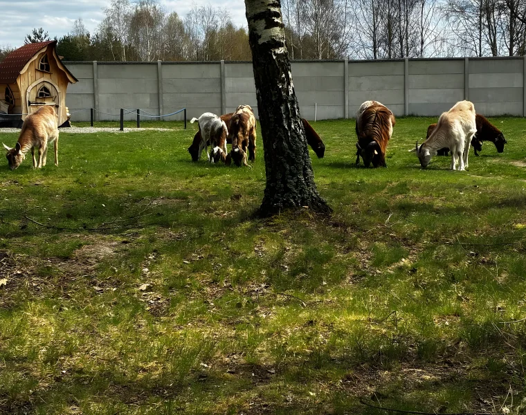 Stado kóz i owiec pasie się na pastwisku, w tle drewniany domek dla dzieci