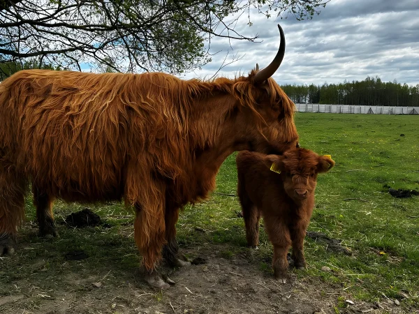 Krowa rasy highland liże swojego cielaka na pastwisku