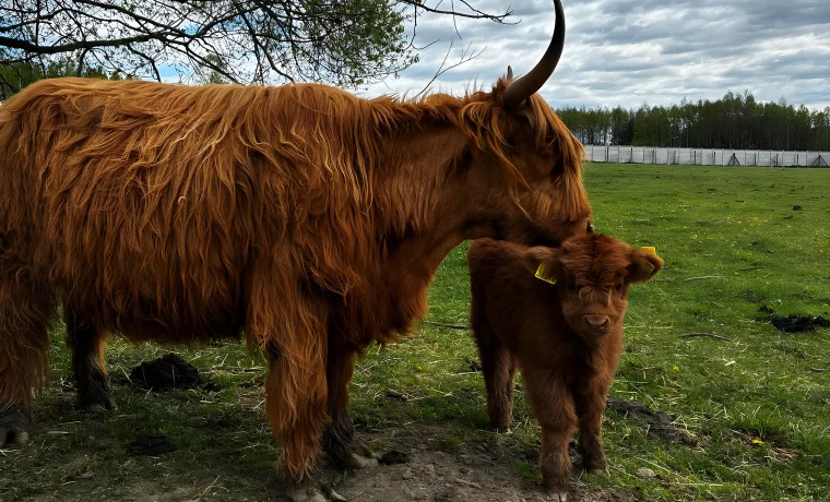 Krowa rasy highland liże swojego cielaka na pastwisku