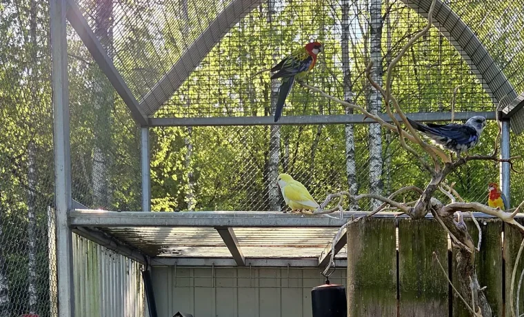 Kolorowe papugi na gałęziach w wolierze Mini Zoo Dino